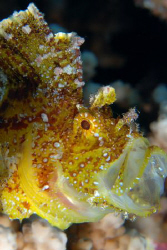Sleepy leaf scorpionfish. by Dray Van Beeck 